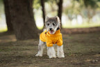 Reflective Waterproof Dog Raincoat – Outdoor Spring Jacket Hoodie for Small & Medium Dogs